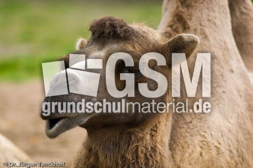 Kamel (23 von 108).jpg